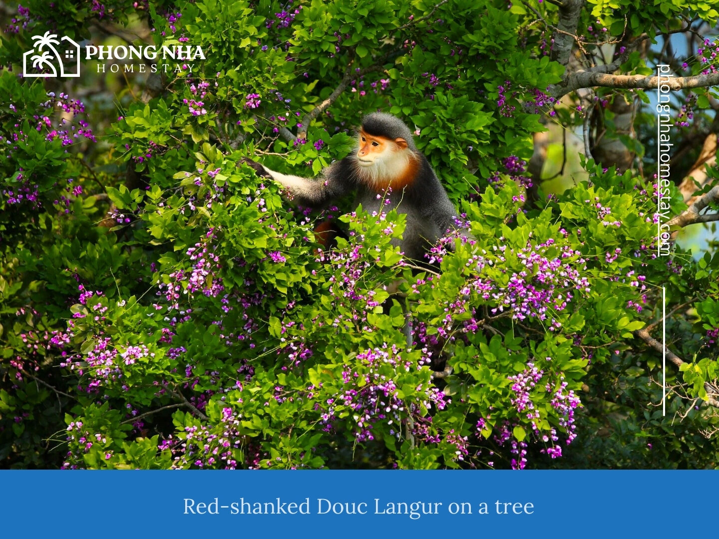 Red-shanked-Douc-Langur-on-a-tree