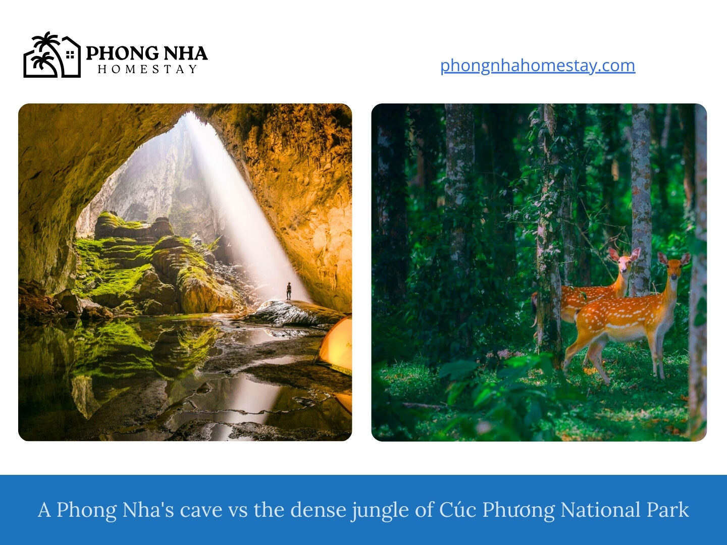 A-Phong-Nhas-cave-vs-the-dense-jungle-of-Cuc-Phuong-National-Park