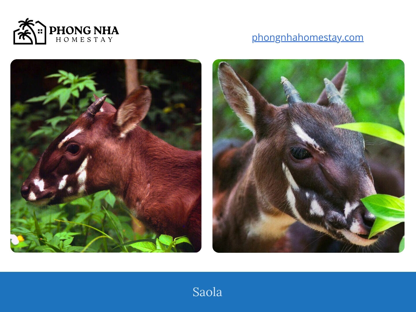 Saola